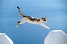 Η Γάτα του Αιγαίου στο Animal Planet