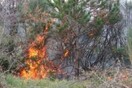 Φωτιές στην Ανδρο και την Ηλεία