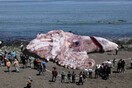 Το «γιγαντιαίο ραδιενεργό καλαμάρι» της Καλιφόρνια