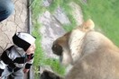 Πεινασμένο λιοντάρι θέλει να φάει ένα παιδάκι