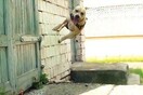 Ένας σκύλος επιδίδεται σε parkour