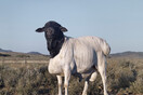African scenery and animals. Daniel Naude.