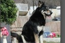 Σκύλος μένει επί έξι χρόνια δίπλα στον τάφο του αφεντικού του