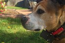 YouTube electric-shock dog collar videos spark anger