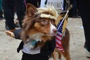 16 φωτογραφίες από την παρέλαση μεταμφιεσμένων σκύλων στη Νέα Υόρκη