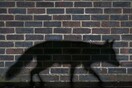 Οι ιστορίες πίσω από τις 18 φωτογραφίες που πήραν το Ευρωπαϊκό Βραβείο Άγριας Ζωής 2015 της GDT