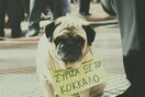 #LIFOPETS (87): Αυτά είναι τα κατοικίδιά μας