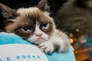 H Grumpy Cat είναι πλέον πλουσιότερη από την Νικόλ Κίντμαν και την Κάμερον Ντιάζ
