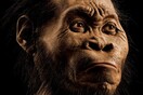 Απολιθώματα νέου ανθρωπόμορφου είδους ανακαλύφθηκαν στην Αφρική