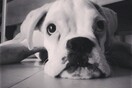 #LIFOPETS (59): Αυτά είναι τα κατοικίδιά μας
