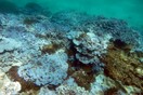 Επιδημία στα κοράλια τρομάζει τους επιστήμονες: Χάνουν το χρώμα τους και πεθαίνουν