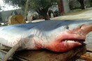 Λευκός καρχαρίας βγήκε στην παραλία Ψάθα στα Μέγαρα