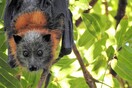 Αυστραλία: Αποικία από χιλιάδες νυχτερίδες προκαλούν χάος στο ηλεκτρικό δίκτυο της Αδελαΐδας