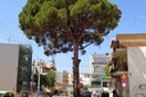 Κάτοικοι της Αρόης στην Πάτρα διαμαρτύρονται για την κοπή αιωνόβιου πεύκου
