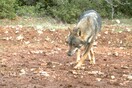 Oι λύκοι επέστρεψαν στην Πάρνηθα μετά από 50 χρόνια