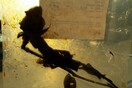 Μόλις έλαβα στο σπίτι ένα ματωμένο τριαντάφυλλο, σε φάση αποσύνθεσης
