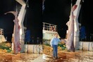 Καρχαρίας 5 μέτρων πιάστηκε στην Εύβοια