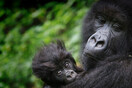 Virunga