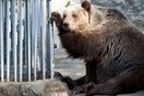 Aπομακρύνονται οι αρκούδες και οι λύκοι από τον ζωολογικό κήπο της Θεσσαλονίκης