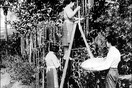 To 1957 στην Αγγλία γίνεται η καλύτερη πρωταπριλιάτικη φάρσα όλων των εποχών