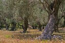 Ισπανία: Οι αγρότες κόβουν τα αιωνόβια ελαιόδεντρά τους για να μειώσουν το κόστος 
