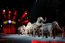 Τέλος εποχής για τους ελέφαντες του Ringling Bros- Το αμερικανικό τσίρκο τερματίζει την ατραξιόν