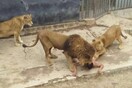 Σοκ σε ζωολογικό κήπο στη Χιλή: Νεαρός γδύθηκε και έπεσε στο κλουβί με τα λιοντάρια
