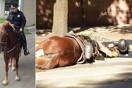 Ένας αστυνομικός ξαπλώνει και κρατά στην αγκαλιά του το άλογο του που πεθαίνει