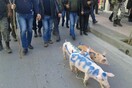 Αγρότες στο Ρέθυμνο έβαψαν με σπρέι γούρουνια στα χρώματα των κομμάτων