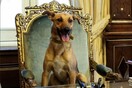 Ένας σκύλος στη θέση του Προέδρου της Αργεντινής