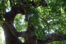 Στην ορεινή Ναυπακτία επικήρυξαν τους λαθροϋλοτόμους που έκοψαν αιωνόβια πλατάνια