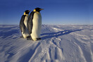 Με απευθείας πτήση στην Ανταρκτική; Τα σχέδια της Αυστραλίας «τρομάζουν» τους περιβαλλοντολόγους