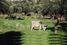 Ο μυστικός παράδεισος του Υμηττού: μια ξενάγηση