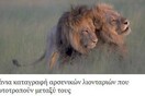 Το πιο αστείο σχόλιο στο Facebook μας για τα αρσενικά λιοντάρια που ερωτοτροπούν μεταξύ τους