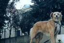 Η Φόξι ζει εγκαταλελειμμένη στην αυλή του Νοσοκομείου Χανίων. Περιμένει ακόμα το αφεντικό της.