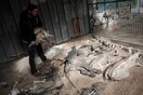 Τα αιχμάλωτα ζώα στους ζωολογικούς κήπους της Γάζας πεθαίνουν από την πείνα