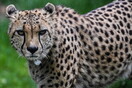 Cheetah attacks a keeper at an Ohio zoo