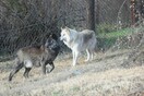Τρεις λύκοι που ζούσαν σε χώρο για αδέσποτα στη Σερβία μεταφέρθηκαν στο καταφύγιο του Αρκτούρου στην Ελλάδα