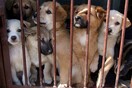 Εγκρίθηκε η διάθεση 600.000 ευρώ για την ενίσχυση των καταφυγίων αδέσποτων ζώων