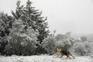 Χιόνια στο Ωραιόκαστρο Θεσσαλονίκης