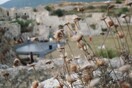 Το όνειρο της Αρετούσας. Ο Ερωτόκριτος στη Λευκάδα.