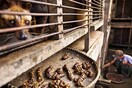 Kopi Luwak: Ο ακριβότερος καφές του κόσμου είναι ένας εφιάλτης για το ζώο που τον παράγει