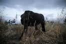 Οι «Μυστικές εικόνες» του Αλέξανδρου Χριστοδούλου απόψε στον Φωταγωγό
