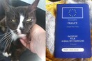 Γάτα που χάθηκε στο Λονδίνο βρέθηκε στο Παρίσι μετά από οκτώμισι χρόνια