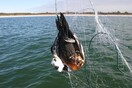 25 εκατ. πουλιά θανατώνονται κάθε χρόνο στην Ευρώπη στο ταξίδι τους προς την Αφρική