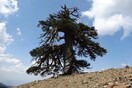 Ένα πεύκο στην Πίνδο είναι ο μακροβιότερος ζωντανός οργανισμός στην Ευρώπη