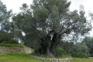 Χίος: Ελαιόδεντρο διεκδικεί βραβείο ομορφιάς