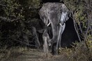 Φωτογραφίζοντας άγρια ζώα με κρυφές κάμερες