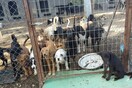 Στον εισαγγελέα 37χρονος που κατηγορείται ότι χτύπησε μέχρι θανάτου και έκαψε δύο σκυλιά στο δημοτικό κυνοκομείο