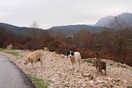 Τσοπανόσκυλα επιτέθηκαν και τραυμάτισαν τρία μικρά κορίτσια στην Καρδίτσα